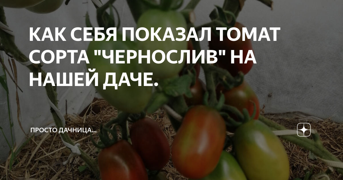 КАК СЕБЯ ПОКАЗАЛ ТОМАТ СОРТА "ЧЕРНОСЛИВ" НА НАШЕЙ ДАЧЕ. | Просто ...