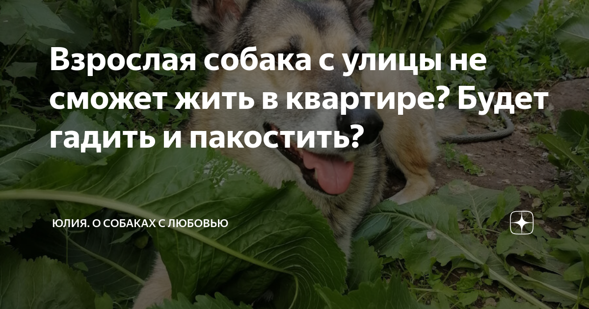 женщина на улице гадит 