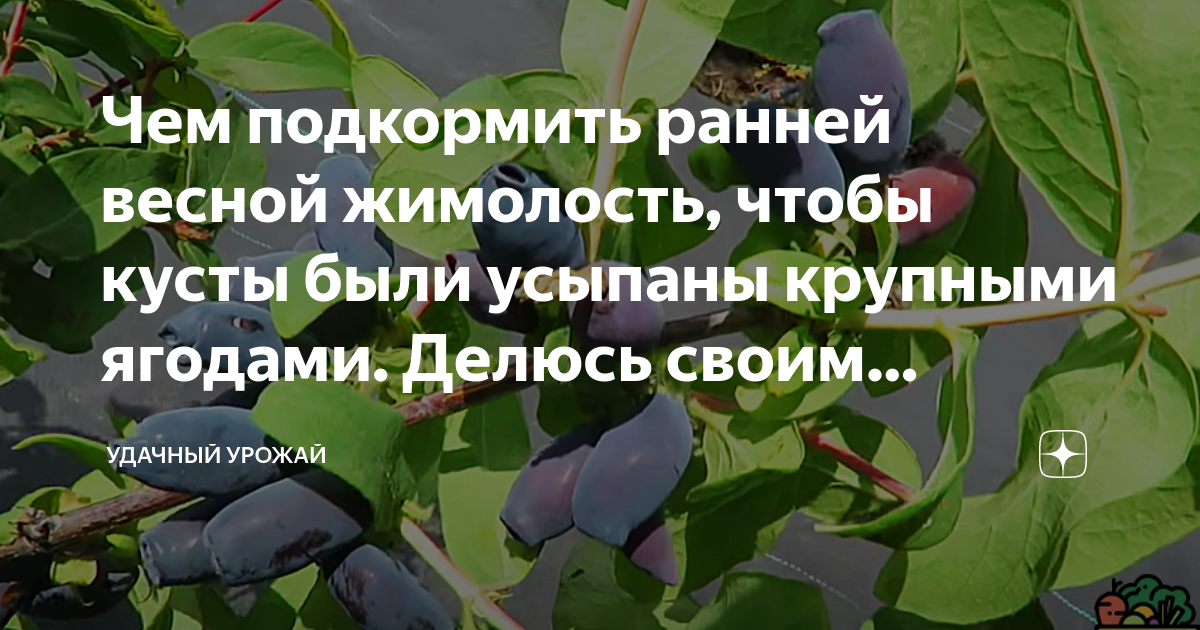 Жимолость ранней весной. Чем подкормить кусты жимолости весной. Чем подкормить жимолость весной. Жимолость чем удобрять. Чем удобрить жимолость весной для хорошего урожая.