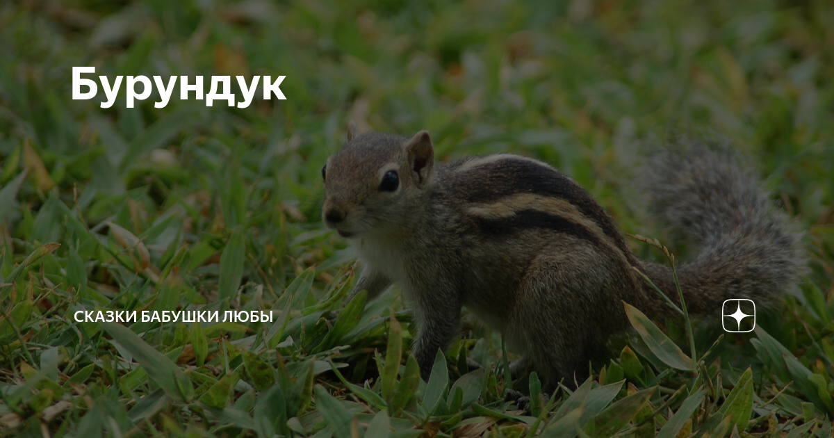 Новый друг или конкурент?