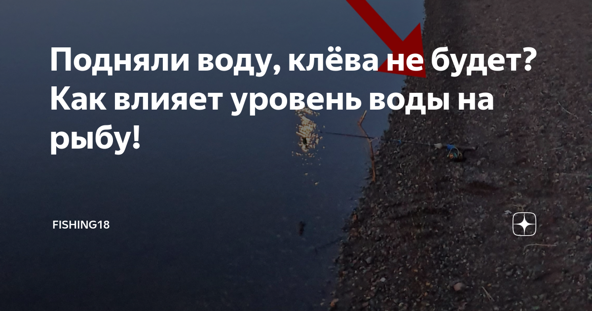 как часто давать воду на ив