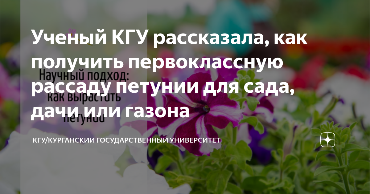 Ученый КГУ рассказала, как получить первоклассную рассаду петунии для ...