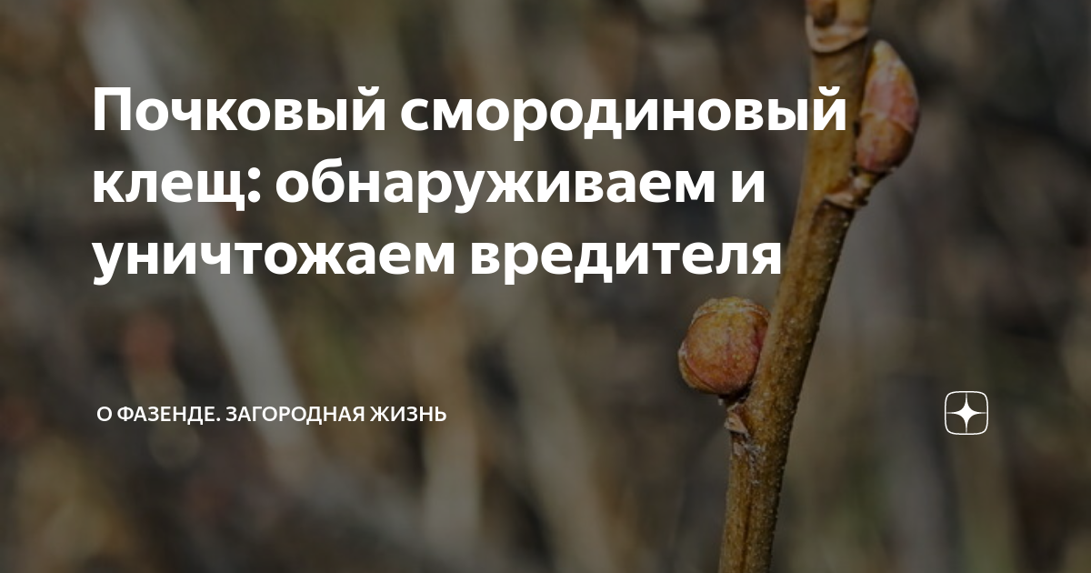 Почковый смородиновый клещ: обнаруживаем и уничтожаем вредителя | О ...