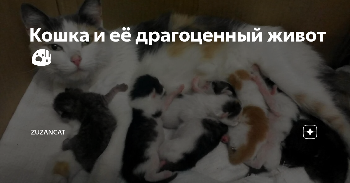 Кошка тащит котят в кровать