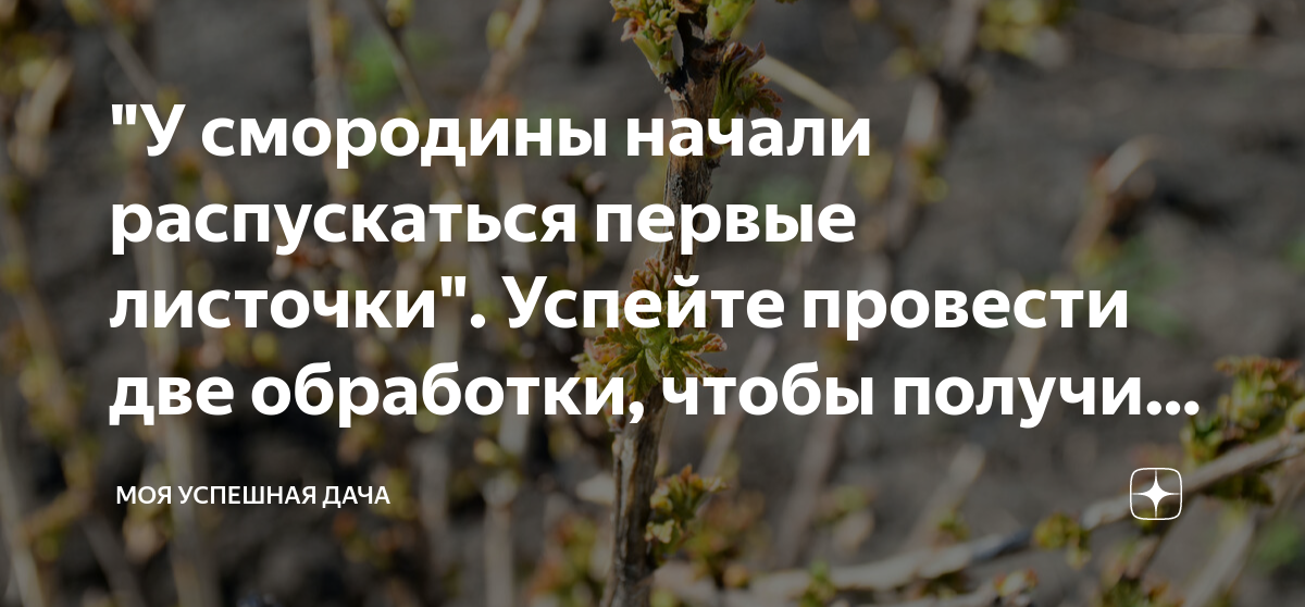 "У смородины начали распускаться первые листочки". Успейте провести две ...