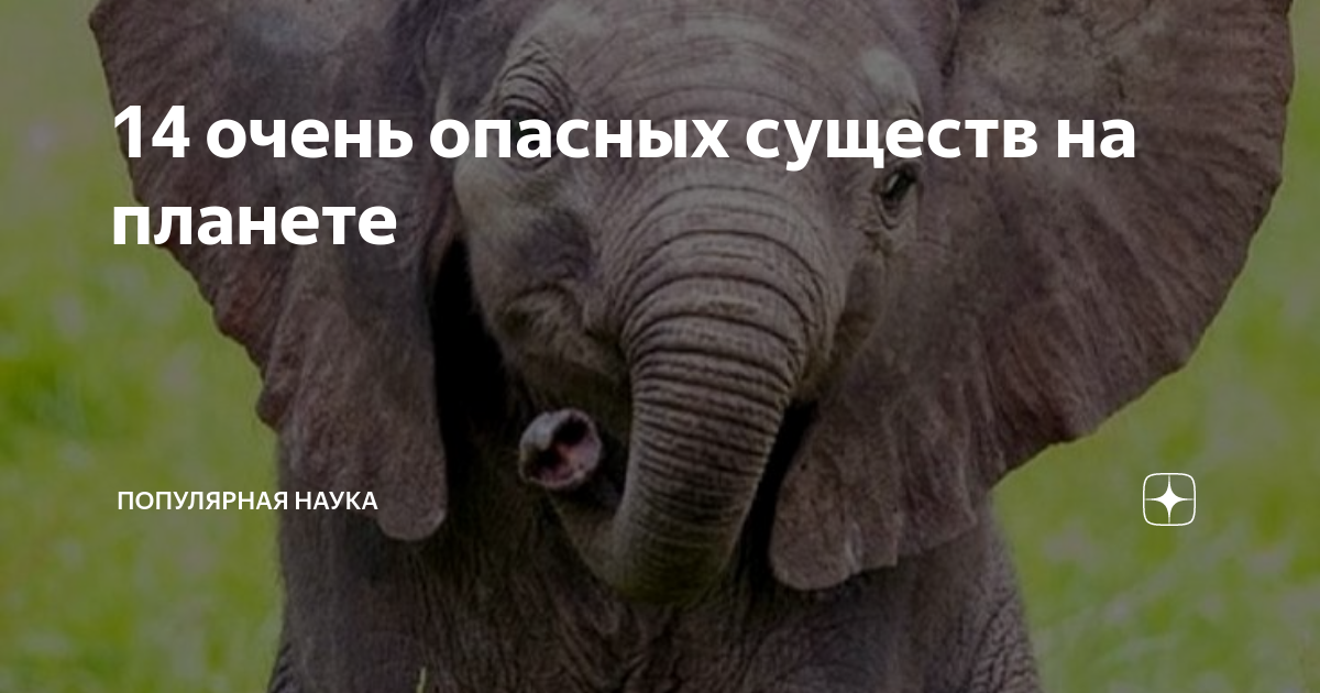 Очень 14. Буквоеды опасные существа. Очень опасная сущность. Вызов опасных очень очень опасных ну прям ну очень опасных существ.