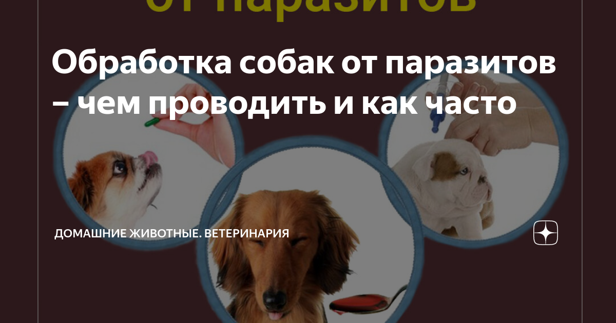 Как часто нужно давать собаке от глистов. Как часто нужно давать собаке от глистов