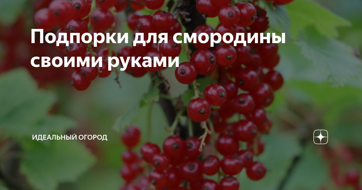 Ограждение для кустов смородины: фото, как сделать своими руками