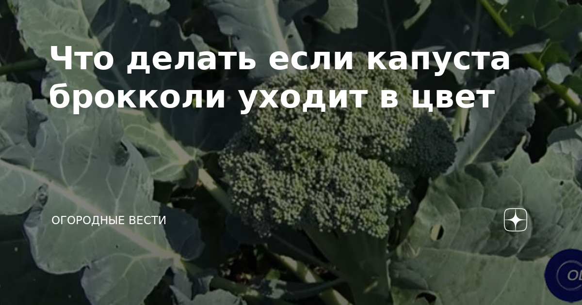 Брокколи зацвела. Хорошо это или плохо, рекомендации | Огородные шпаргалки | Дзен