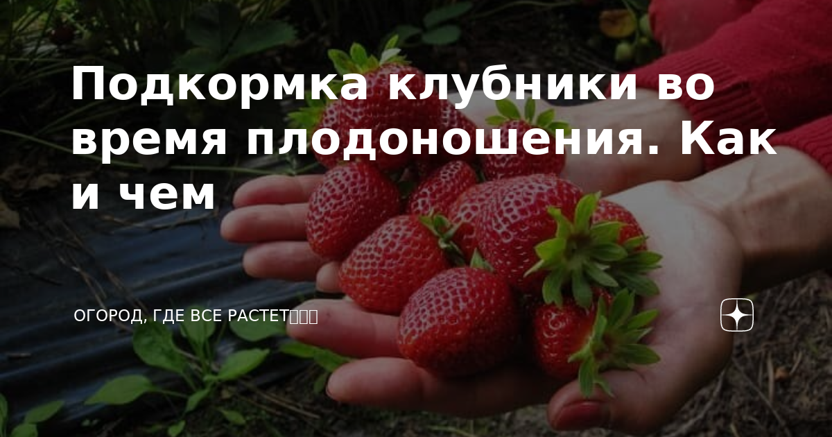 Подкормка клубники в период плодоношения. Чем подкормить клубнику во время плодоношения.