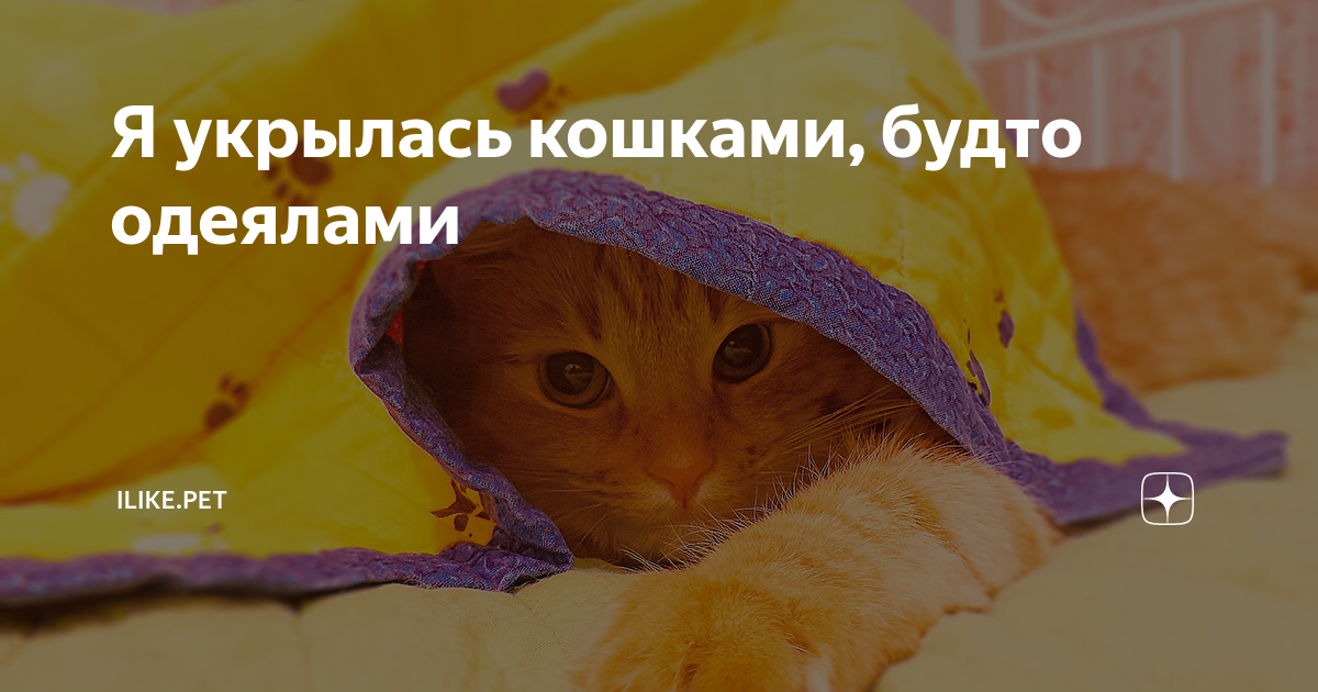 Стих уродливый кот текст. Слова тетя тетя кошка выгляни в окошко. Будто кошка песня. Будто кошка песня. Грустные стихи о котах.