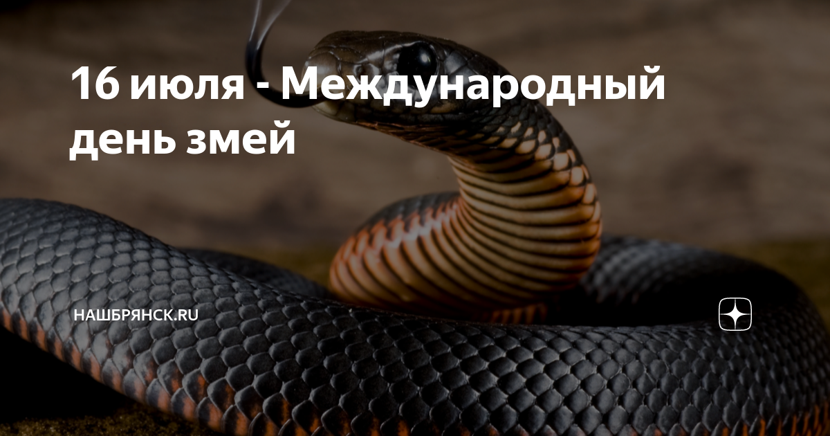 День змеи какой день. Всемирный день змеи (World Snake Day). Всемирный день змеи 16 июля. С праздником змеи. День змеи 16 июля.
