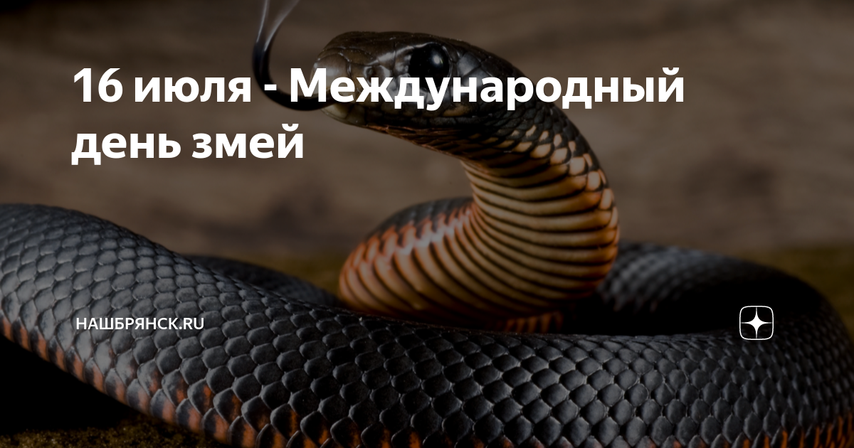 Всемирный день змей. Всемирный день змеи (World Snake Day). Всемирный день змеи 16 июля. С праздником змеи. День змеи 16 июля.