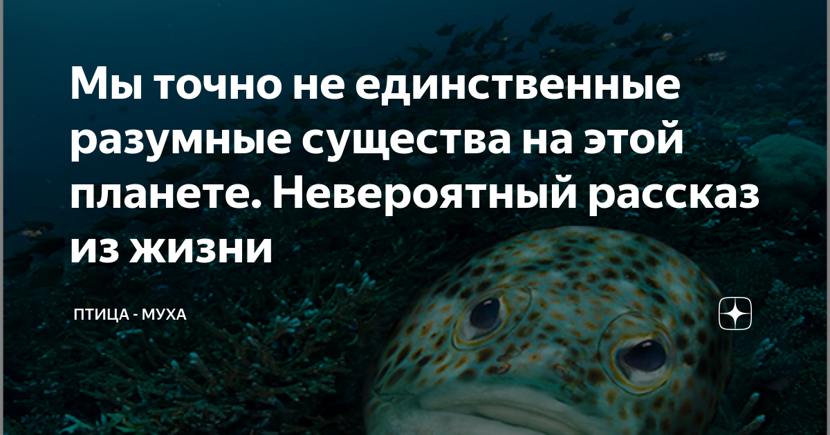 Рассказ разумные существа. Характеристика разумного существа. Мы не единственные разумные существа в галактике. Существо разумное нравственное. Какое разумное существо захочет провести вечность