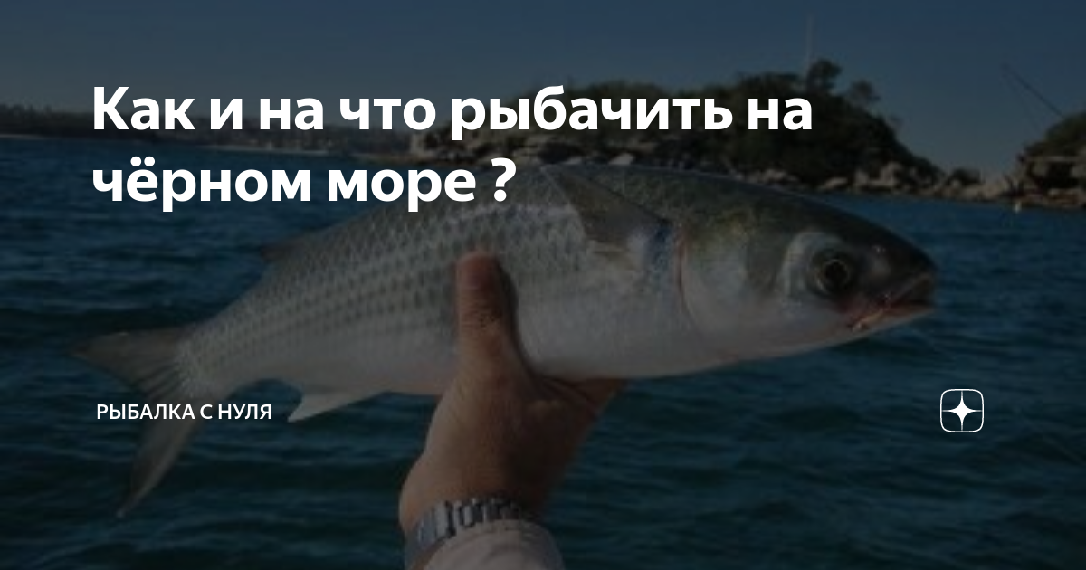 Рыба в Черном море: виды и особенности ловли