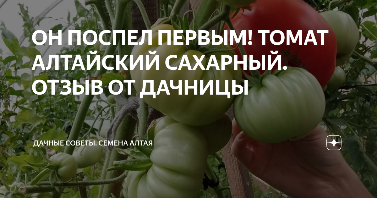 ОН ПОСПЕЛ ПЕРВЫМ! ТОМАТ АЛТАЙСКИЙ САХАРНЫЙ. ОТЗЫВ ОТ ДАЧНИЦЫ | Семена ...