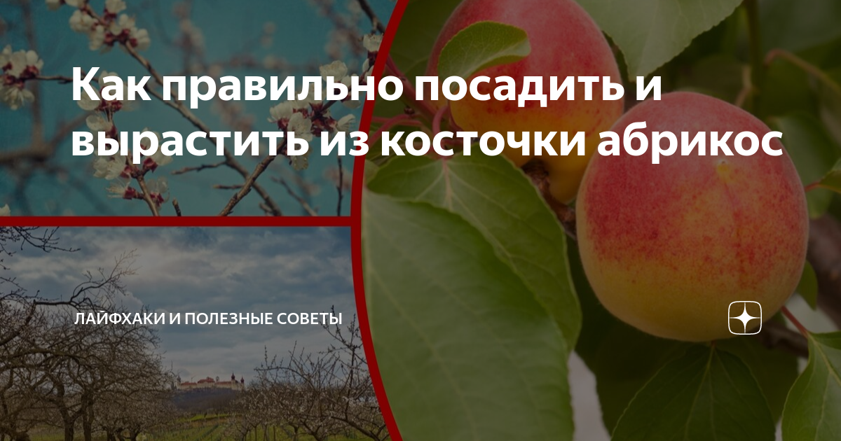 Реально ли вырастить из абрикосовой косточки взрослое дерево?