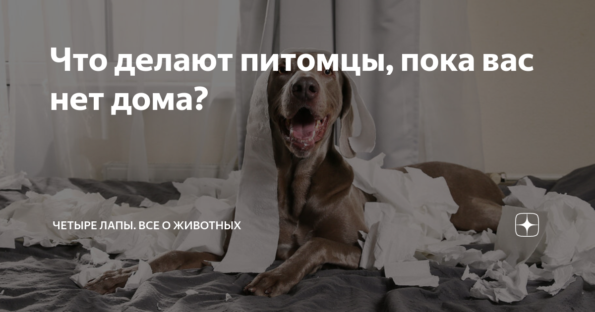 Пока нет животных. Пока нет животных