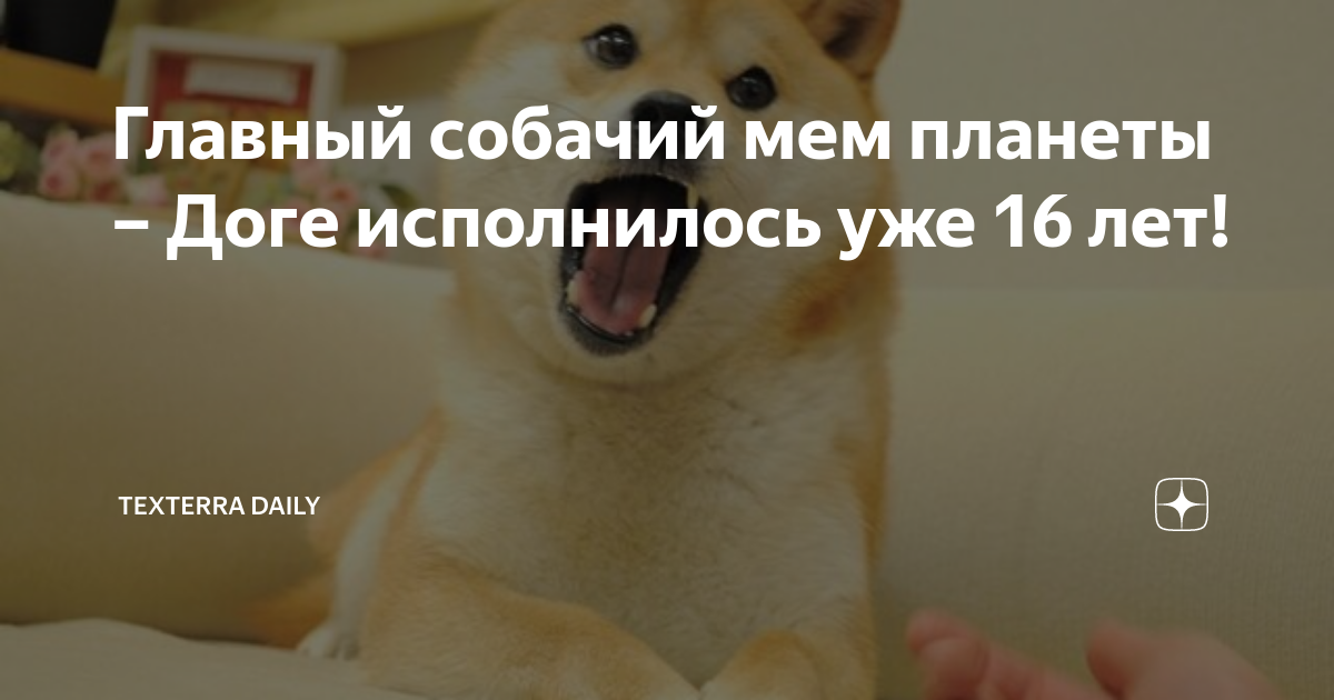 Главный собачий мем планеты – Доге исполнилось уже 16 лет! | TexTerra ...