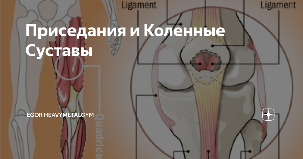 Мышцы стабилизаторы коленного сустава