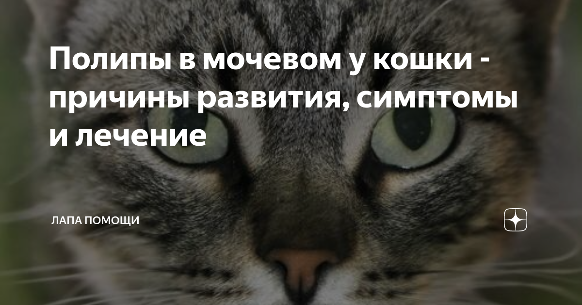 Полипы в мочевом пузыре кошки: причины, симптомы и лечение