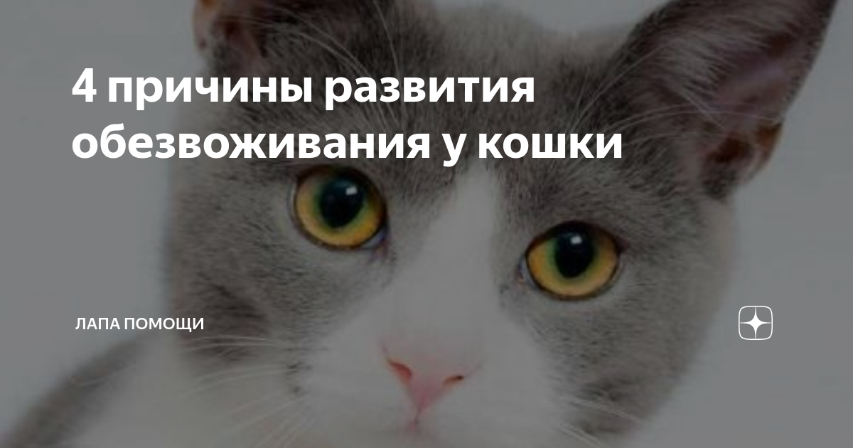 4 причины развития обезвоживания у кошки