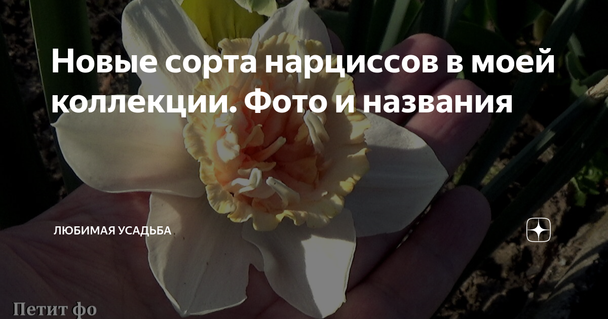 Новые сорта нарциссов фото и названия