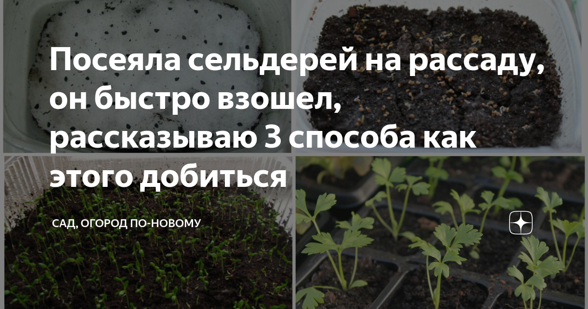 Сельдерей когда сеять на рассаду в 2025. Сельдерей когда сеять на рассаду в 2025