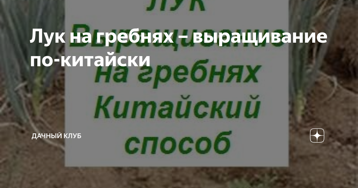 Лук на гребнях – выращивание по-китайски | Дачный клуб | Дзен
