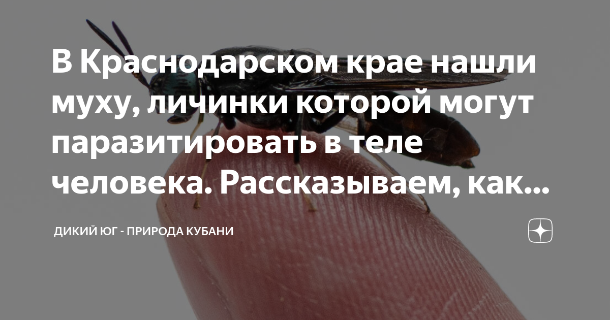 В Краснодарском крае нашли муху, личинки которой могут паразитировать в ...