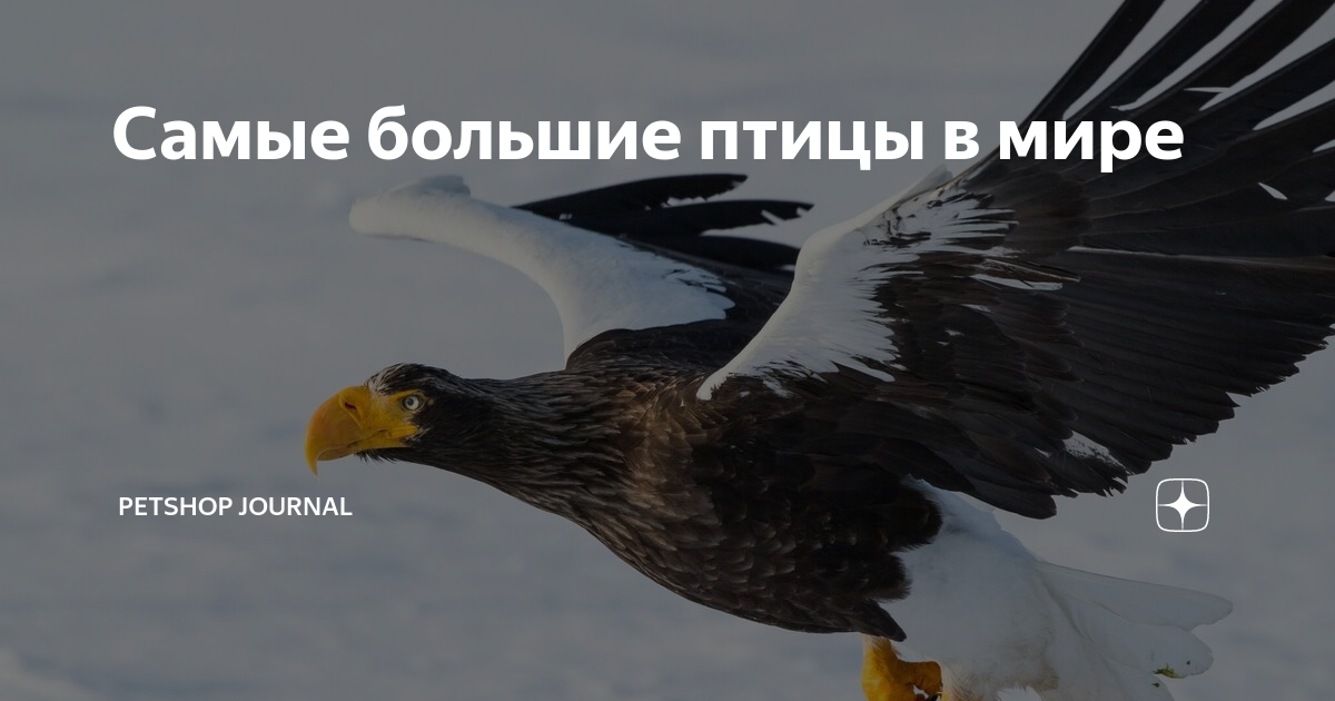 Самые большие птицы в мире | Petshop Journal | Дзен