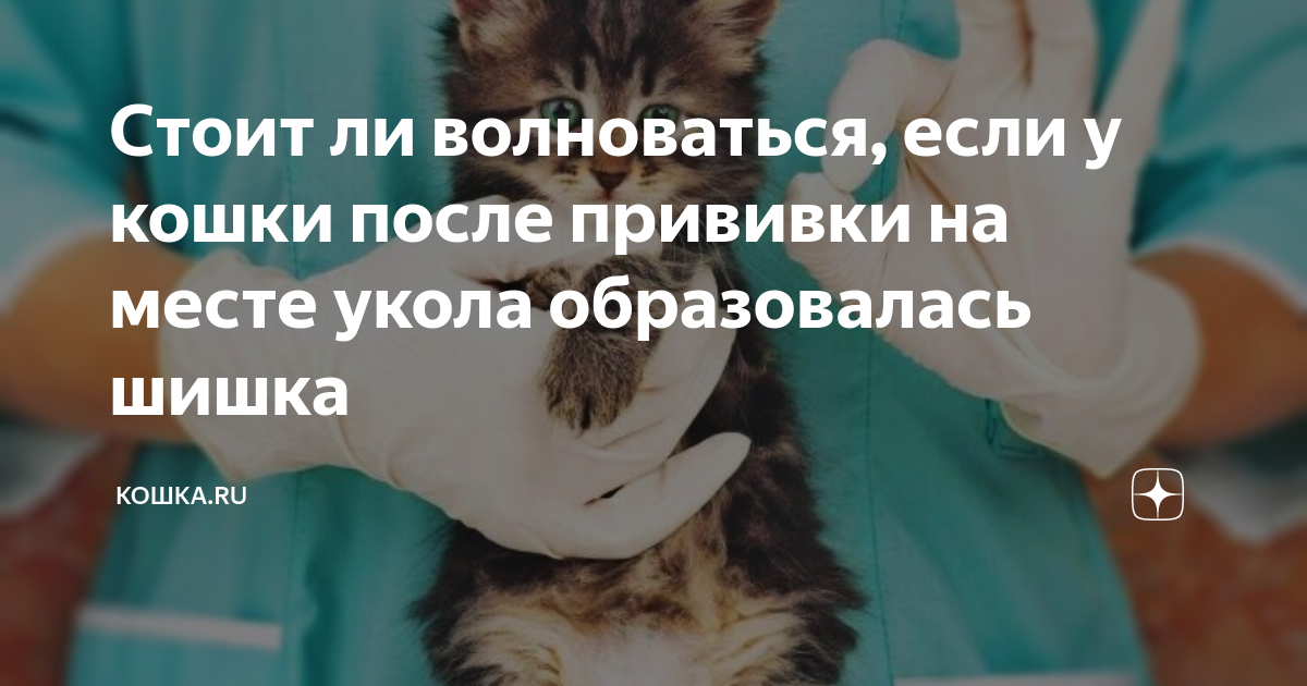 Абсцесс у кошек и котов – причины, симптомы, лечение, последствия