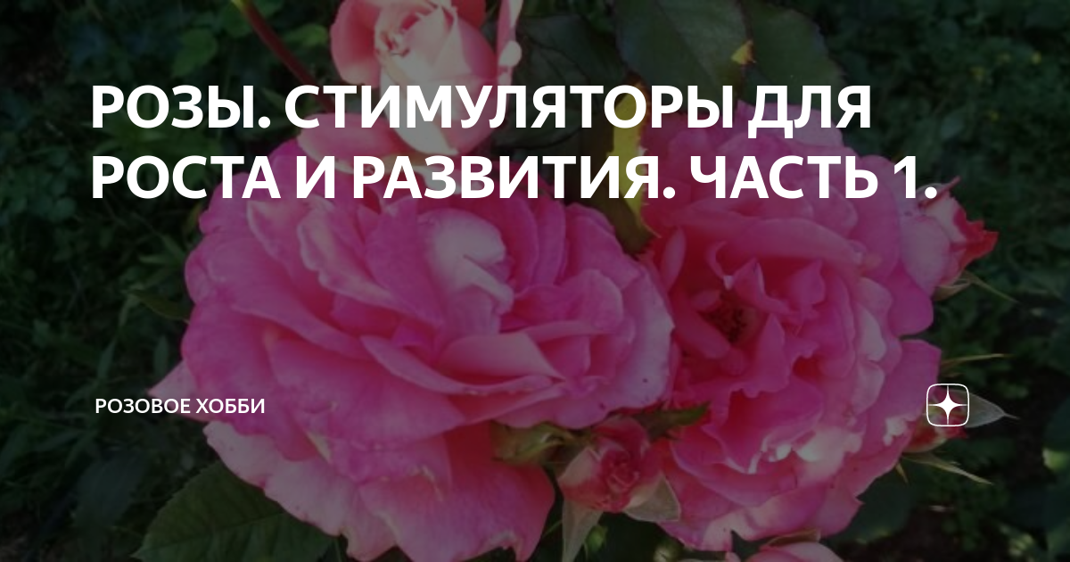 РОЗЫ. СТИМУЛЯТОРЫ ДЛЯ РОСТА И РАЗВИТИЯ. ЧАСТЬ 1. | РОЗОВОЕ ХОББИ | Дзен