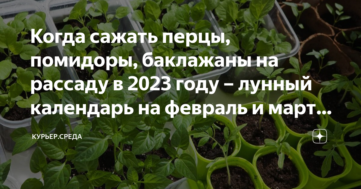Можно сеять перец на рассаду в марте. Семена для рассады. Посадка перца на рассаду. Посадка томатов на рассаду. Посадка томатов на рассаду в феврале