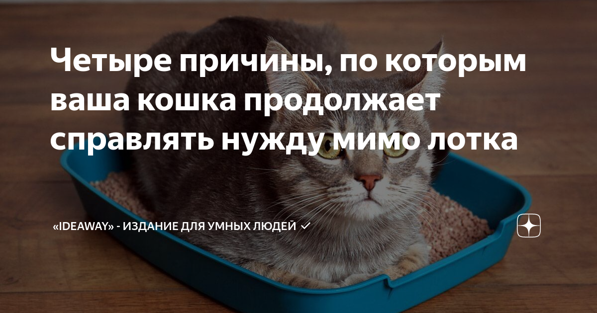 Продолжи котенка. Кот разбросал наполнитель. Кошка с лотка разбрасывает наполнитель решение. Кот мимо лотка. Поддержка от котика.