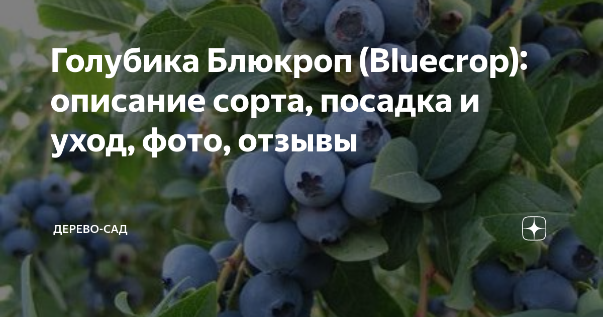 Голубика блюкроп описание и характеристика сорта. Голубика высокорослая "Bluecrop" (Блюкроп). Сорт голубики Блюкроп описание сорта. Блюкроп описание сорта. Блюкроп голубика ягода Серпухов.