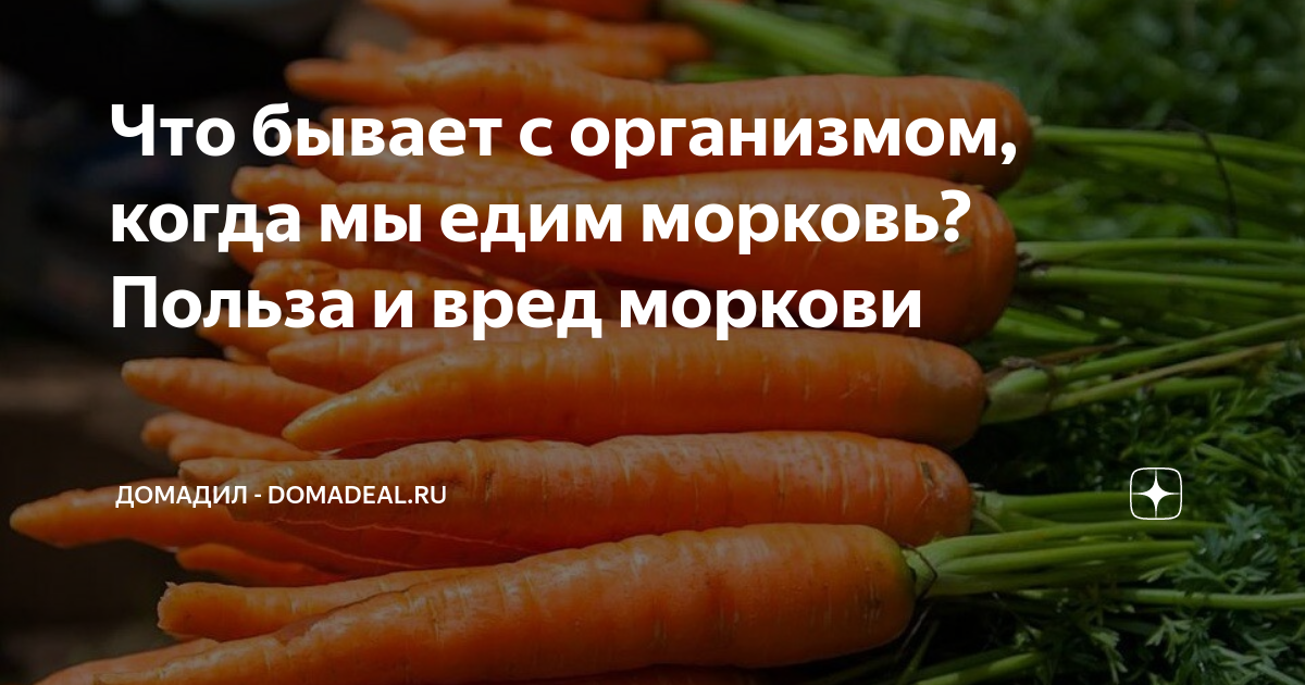 У моркови мы едим. Морковь польза для организма женщины. Морковь полезно есть. Польза моркови. Чем полезна морковь для женщин.