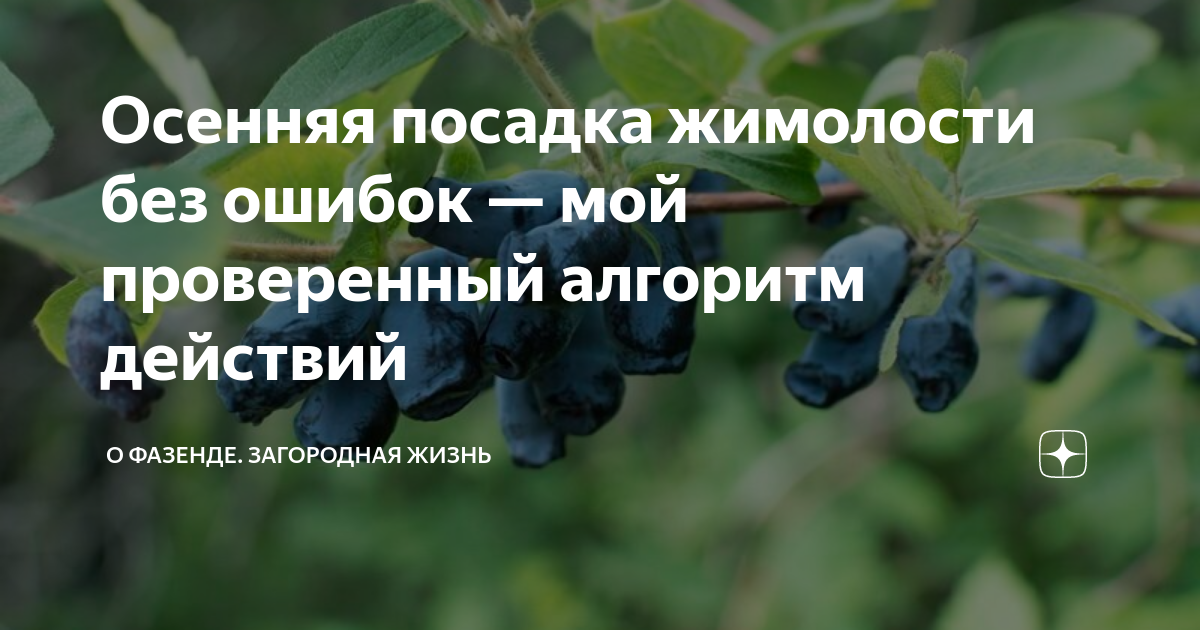 Осенняя посадка жимолости без ошибок — мой проверенный алгоритм ...