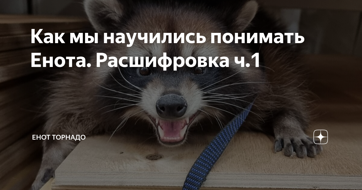 Как мы научились понимать Енота. Расшифровка ч.1 | Енот Торнадо и его ...