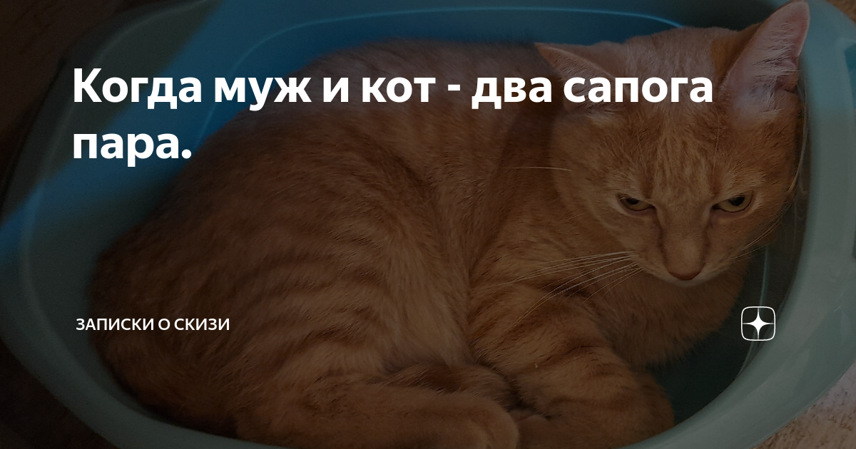 Сегодня о скизи. Скизи кот истории. Котик дзен.