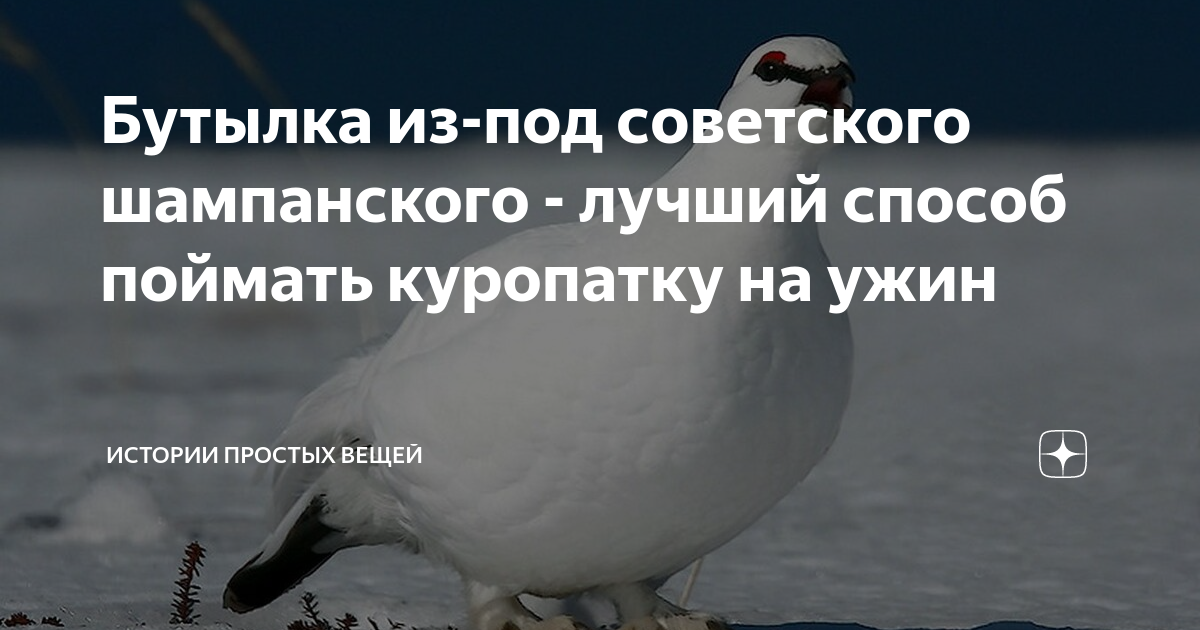 Бутылка из-под советского шампанского - лучший способ поймать куропатку ...