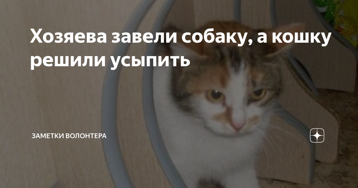 Сомнения и предложения ветеринара