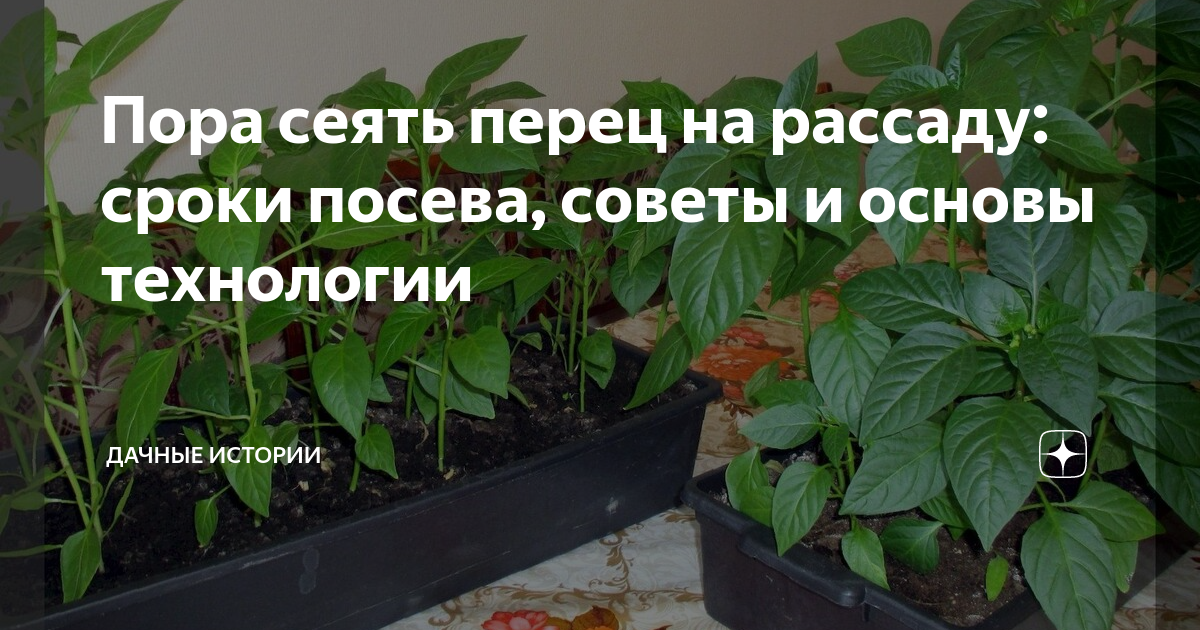 Пора сеять перец на рассаду: сроки посева, советы и основы технологии ...