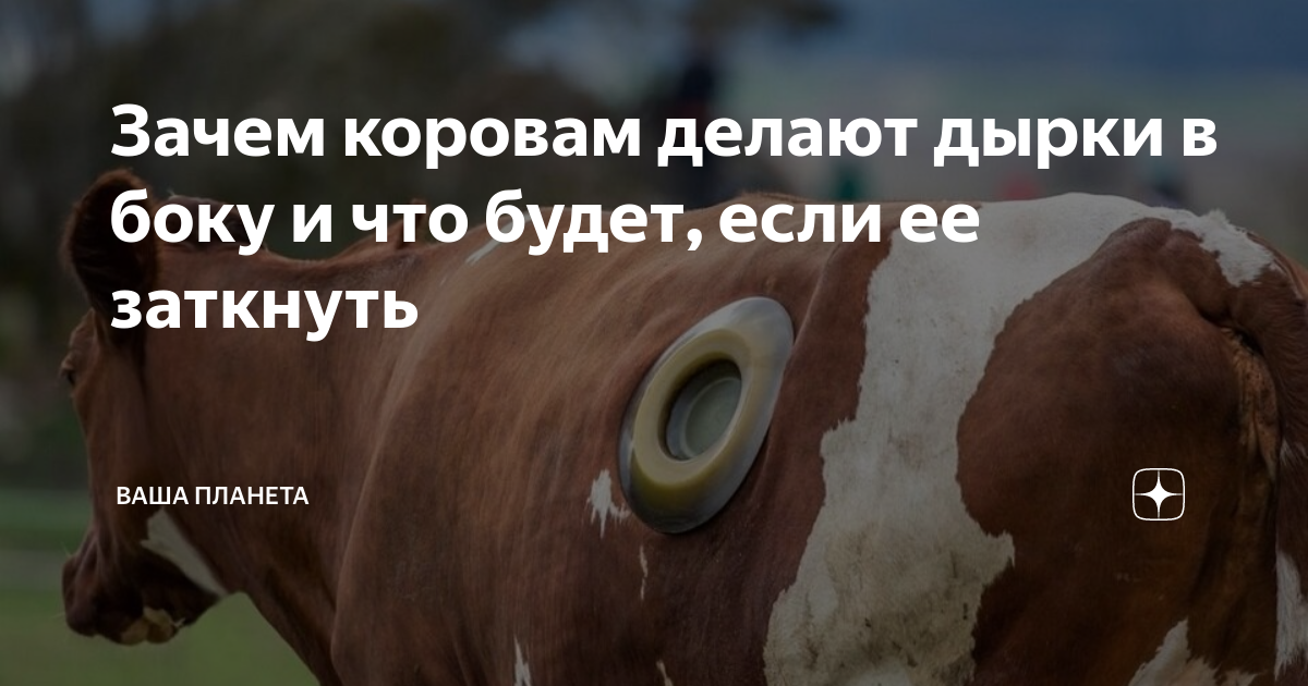 Зачем коровам делают дырки в боку и что будет, если ее заткнуть | Ваша ...