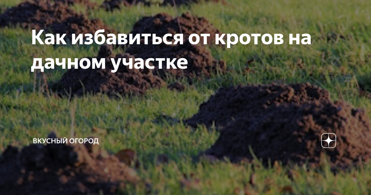 Как избавиться от кротов на дачном участке | ВКУСНЫЙ ОГОРОД | Дзен
