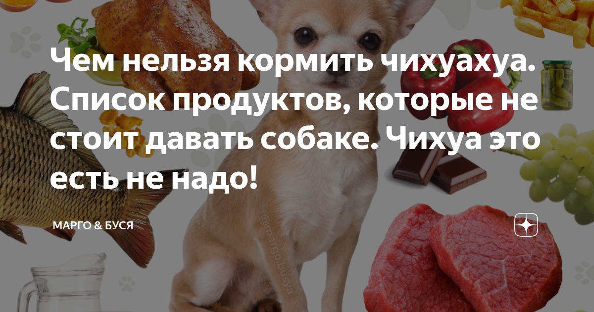 Чем нельзя кормить чихуахуа. Список продуктов, которые не стоит давать  собаке. Чихуа это есть не надо! | Марго & Буся | Дзен