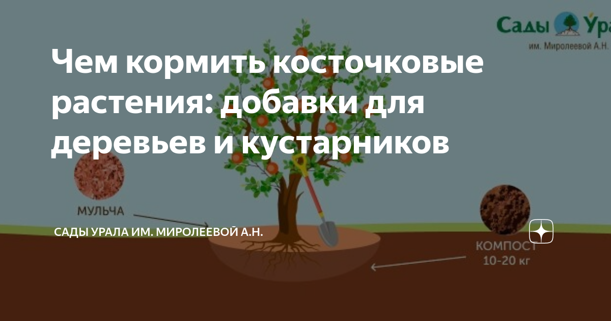 Подкормка косточковых растений: необходимость и техника