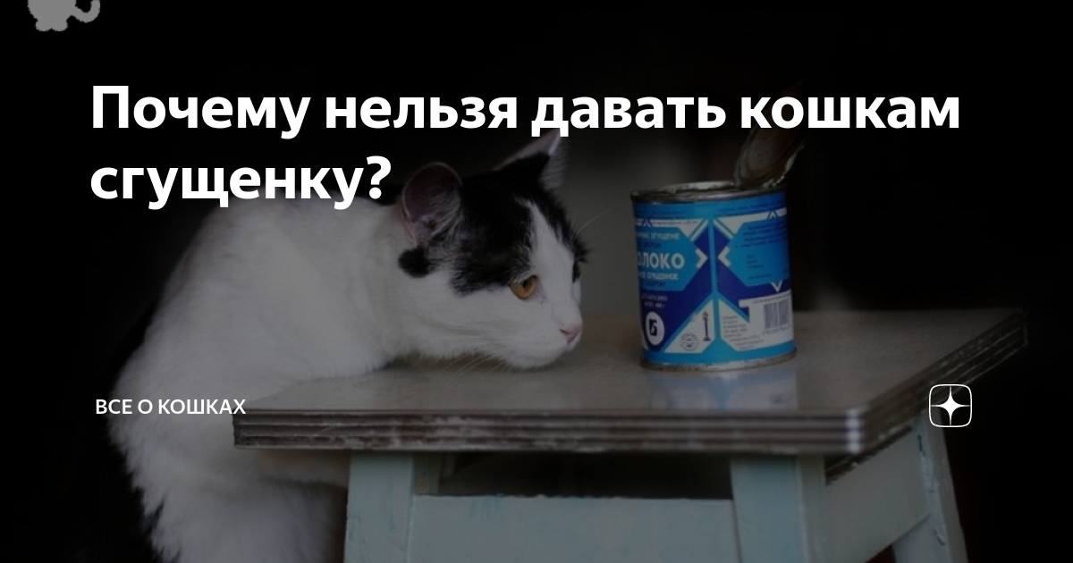 Можно ли кошкам сгущенку