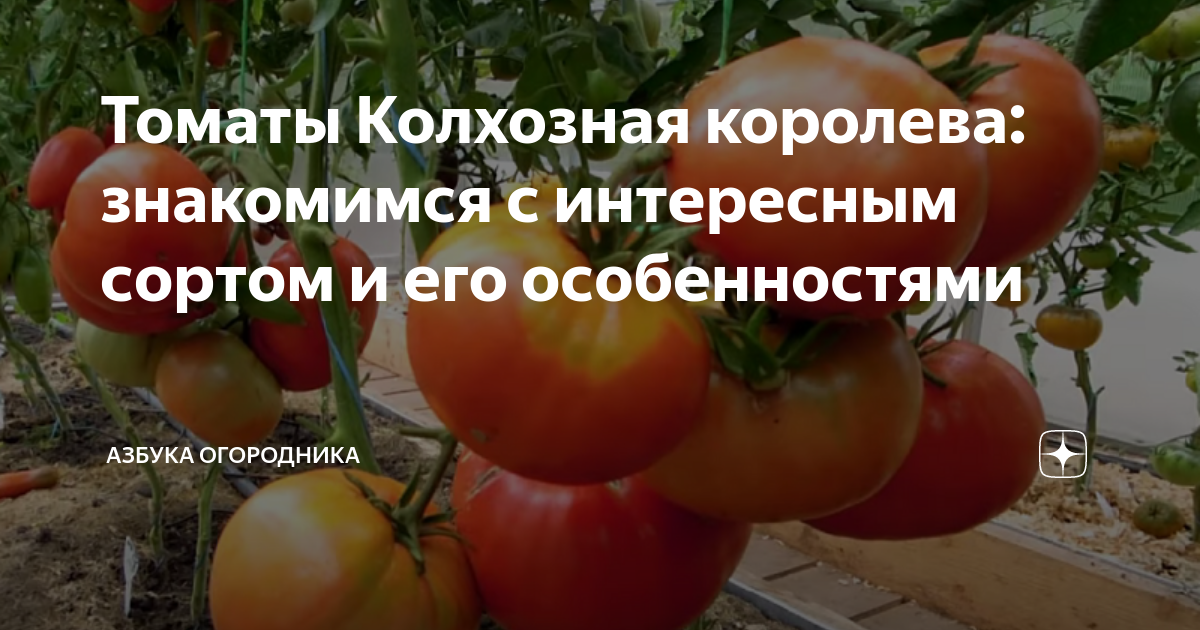 Томат колхозный описание сорта фото отзывы фото - Arhids.ru