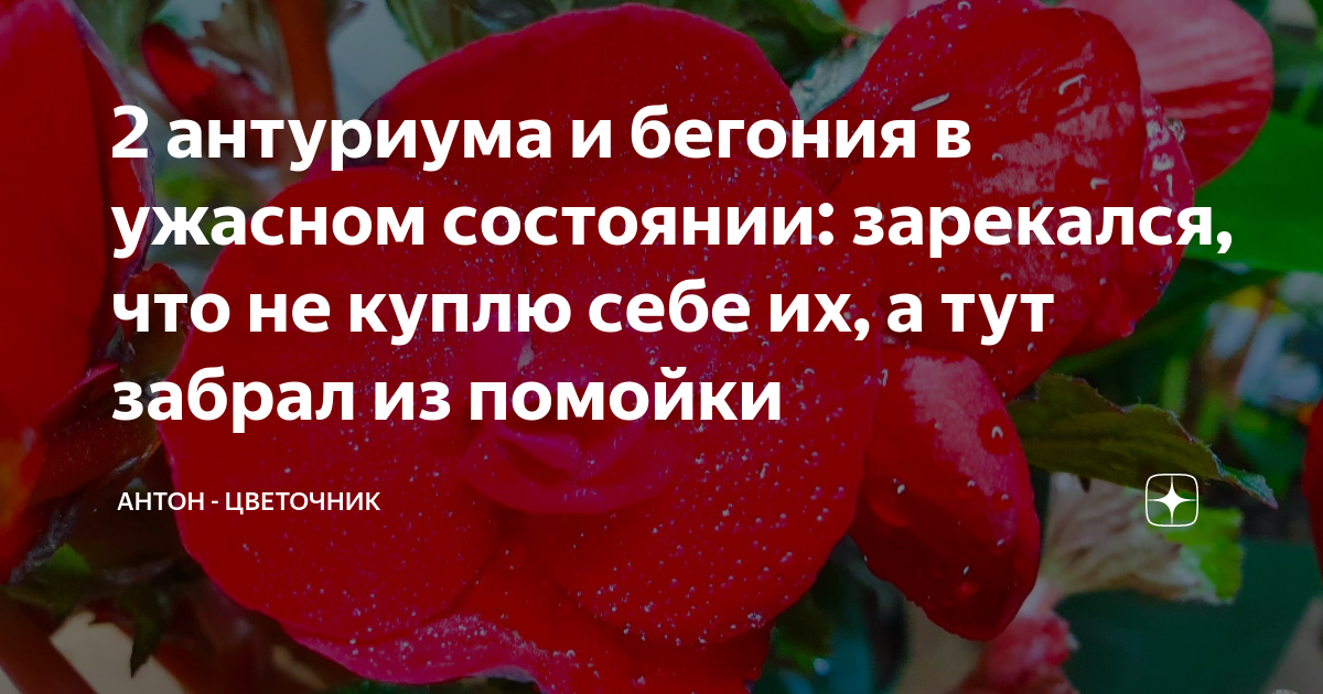 2 антуриума и бегония в ужасном состоянии: зарекался, что не куплю себе ...